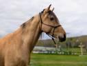Caballo castrado PRE Pura Raza Española En venta 2021 Isabelo