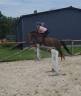 Caballo castrado PFS Poni Françés de Silla Préstamo 2017 Alazán tostado