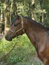 Caballo castrado Franca-Montaña En venta 2021 Bayo
