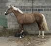 Pony palomino deportivo - Doma clásica, salto y ocio.