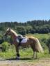 Pony palomino deportivo - Doma clásica, salto y ocio.