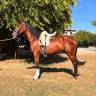 Caballo PRE - 3 años, castrado, gran proyección deporti