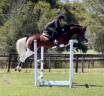 Hermoso caballo Holsteiner tobiano 