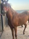 Caballo alazan arabe 