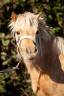Potranca Shetland En venta 2023 Palomino por GINKO DU TEMPLE