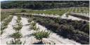 Terreno + Proyecto de centro hípico en La Sarga