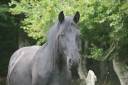 Caballo castrado Mérens En venta 2019 Negro