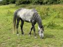 Caballo castrado Pura Sangre Inglés En venta 2015 Tordo