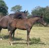 Potranca Silla Francés En venta 2025 Negro por HEROE DE CAFENY