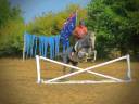 Caballo castrado AQPS En venta 2015 Tordo