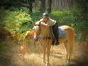 Caballo castrado Haflinger En venta 2022 Palomino