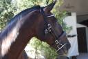 Cabezada Clásica de cuero Lazypony/Clincher bridle LP
