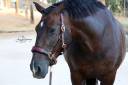 Cabezada de сuadra Classic Lazypony/ Patent halter LP