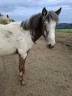 Potranca Appaloosa En venta 2025 Isabelo por Makee Cream Illusion