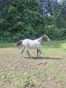 Potranca Appaloosa En venta 2025 Isabelo por Makee Cream Illusion