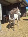 Potranca Appaloosa En venta 2025 Isabelo por Makee Cream Illusion