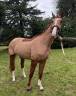 Caballo castrado Zangersheide En venta 2021 Alazán por COMILFO PLUS Z