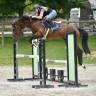 Caballo castrado BWP Caballo de Sangre Belga En venta 2021 Bayo