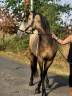 Caballo castrado Origen No Constatado En venta 2022 Isabelo