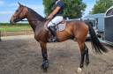 Caballo castrado Zangersheide En venta 2021 Bayo por Hellboy des Fréhisses