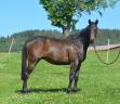 Caballo castrado Pura Sangre Inglés En venta 2022 Bayo