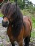 Caballo castrado Shetland En venta 2016 Bayo