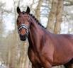 Yegua KWPN Caballo de Deporte Neerlandés En venta 2016 Bayo por DREAM BOY