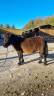 Caballo castrado Shetland En venta 2019 Bayo por Texas du Lutzelhof