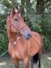 Yegua Silla Francés En venta 2014 Bayo por CANTURO