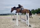 Caballo castrado sBs Caballo de Deporte Belga En venta 2016 Bayo