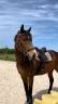 Caballo castrado Pura Sangre Inglés En venta 2015 Bayo moreno