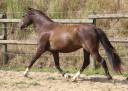 Caballo castrado Welsh Poni (Sección B) En venta 2022 Negro por HILIN PRINCE RONDO