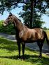 Caballo castrado Trotón Francés En venta 2020 Bayo moreno