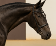 Yegua Lusitano En venta 2021 Tordo