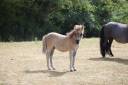 Potro Shetland En venta 2025 Grullo por Artaban des Cles