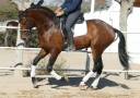 Caballo castrado PRE Pura Raza Española En venta 2021 Bayo por Killo VII