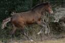 Potro New Forest En venta 2025 Bayo moreno por Othello De Rocamadour