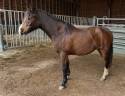 Potranca New Forest En venta 2024 Bayo moreno por Othello De Rocamadour