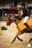 Caballo castrado PFS Poni Françés de Silla En venta 2011 Alazán por jocker de treho