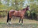 Caballo castrado Silla Francés En venta 2020 Bayo moreno
