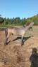 Potro Camargue En venta 2025 Blanco