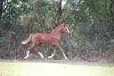 Potranca Welsh Poni (Sección A) En venta 2025 Alazán por LUCKY CHARM CHERY