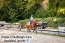 Caballo castrado Lusitano En venta 2019 Alazán por EROS 