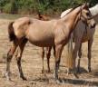 Potranca Silla Francés En venta 2025 Isabelo