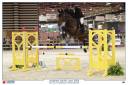 Caballo castrado Zangersheide En venta 2012 Bayo