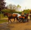 Coche enganches - Calesa   