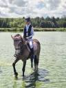 Caballo castrado Connemara En venta 2018 Isabelo