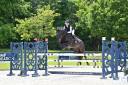 Caballo castrado Silla Francés En venta 2017 Negro por BALOU DU ROUET