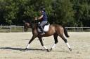 Caballo castrado Caballo de Deporte Suizo En venta 2021 Bayo por MORRICONE