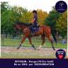 Caballo castrado Pura Sangre En venta 2014 Bayo
